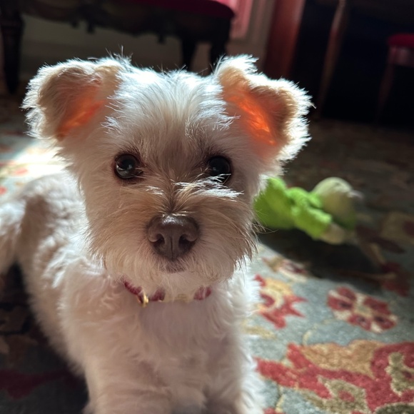 Meet your Posher, Keely - Picture 2 of 7